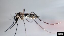 Mosquito trasmisor del dengue, "Aedes Aegypti"